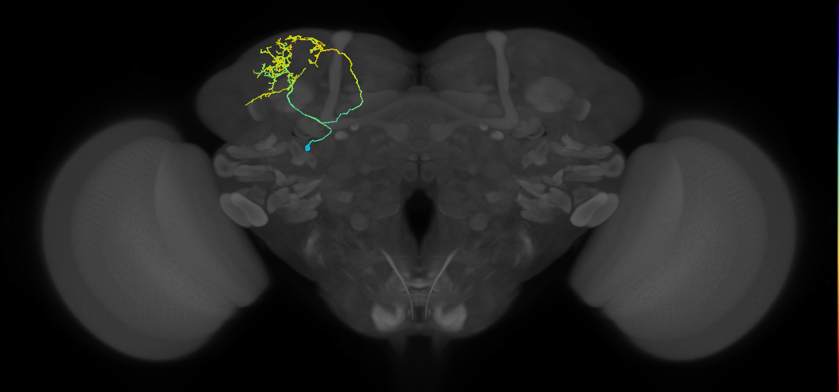 SLP240_a_L (MaleCNS:50811)