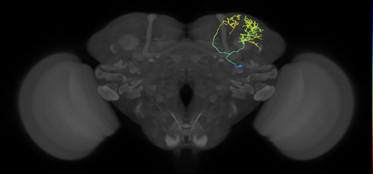 SLP240_a_R (MaleCNS:39386)