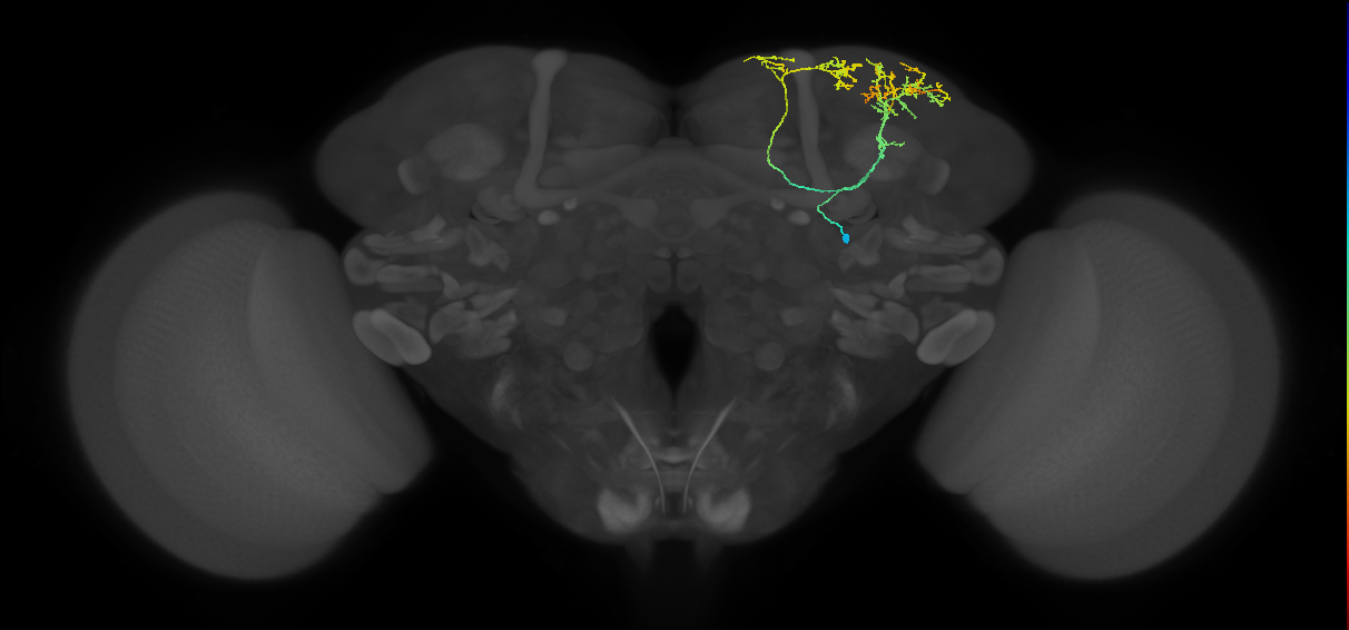 SLP240_b_R (MaleCNS:161790)