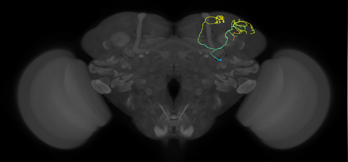 SLP240_b_R (MaleCNS:69353)