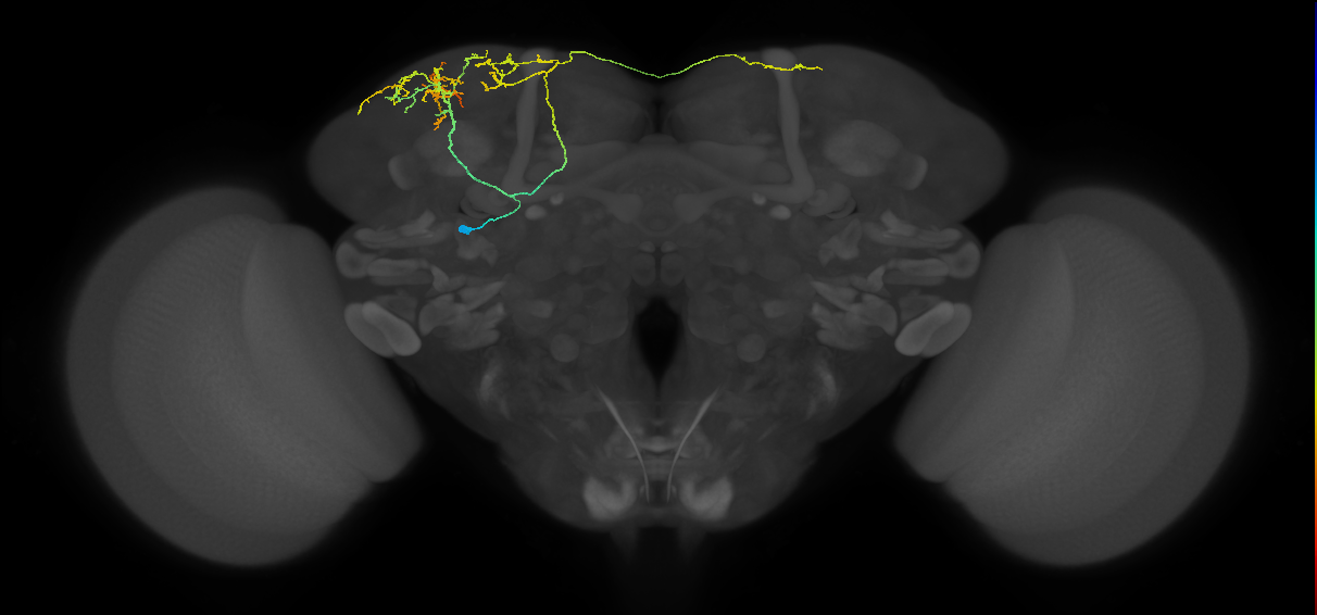 SLP240_b_L (MaleCNS:540357)