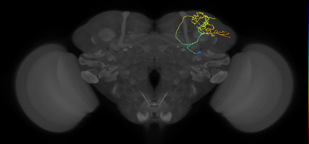 SLP241_R (MaleCNS:90624)
