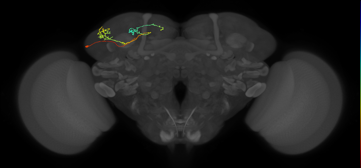 SLP245(SIP055)_L (MaleCNS:154738)