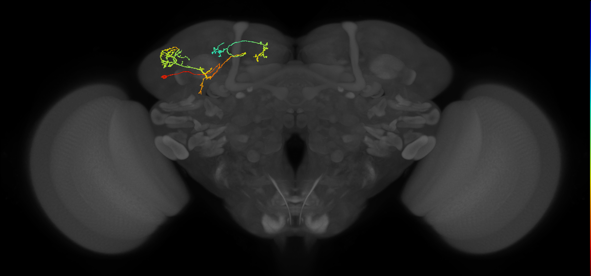 SLP245(SIP055)_L (MaleCNS:96072)