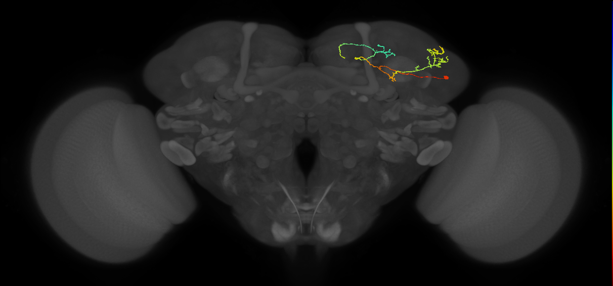 SLP245(SIP055)_R (MaleCNS:183756)