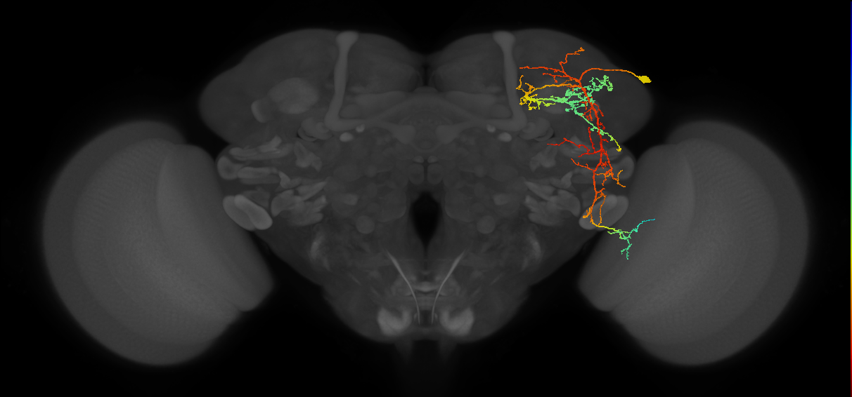 adult DN period neuron
