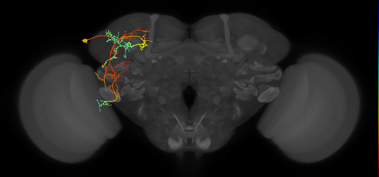 adult DN period neuron