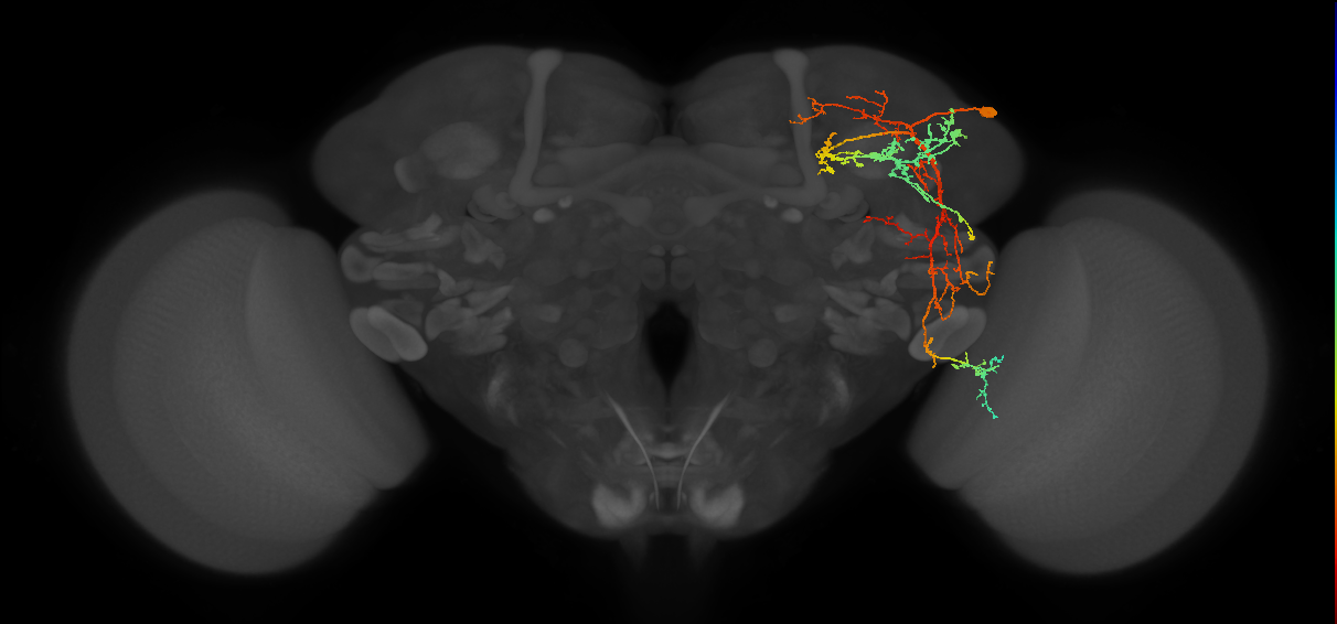 allatostatin C DN3 neuron