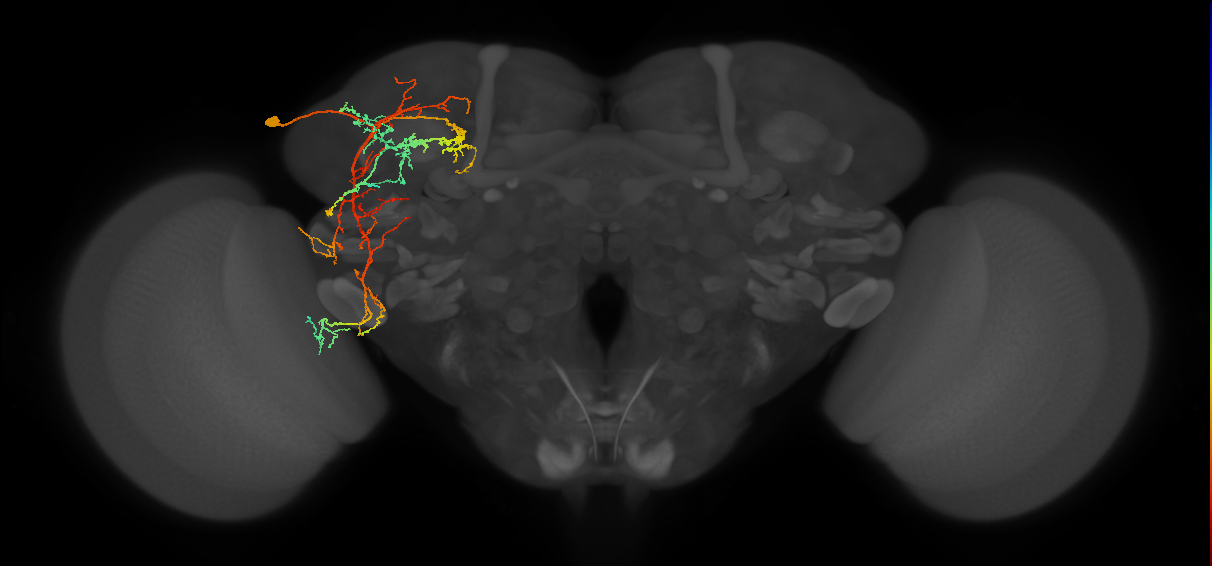 allatostatin C DN3 neuron