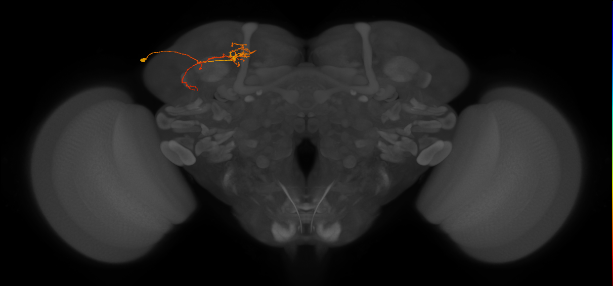 SLP266_L (MaleCNS:128529)