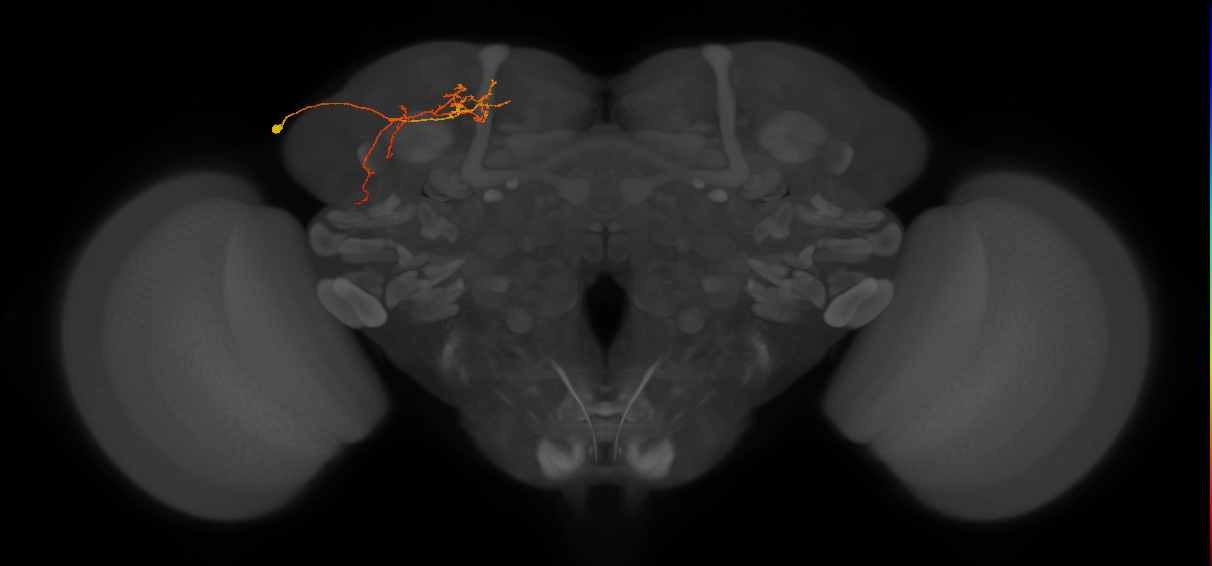 SLP266_L (MaleCNS:535585)
