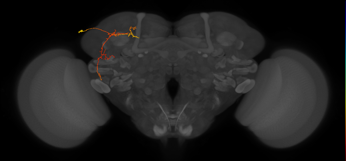 SLP267_L (MaleCNS:123847)