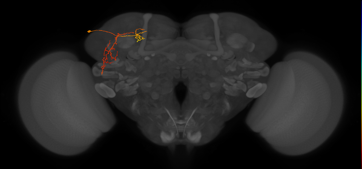 SLP267_L (MaleCNS:132712)