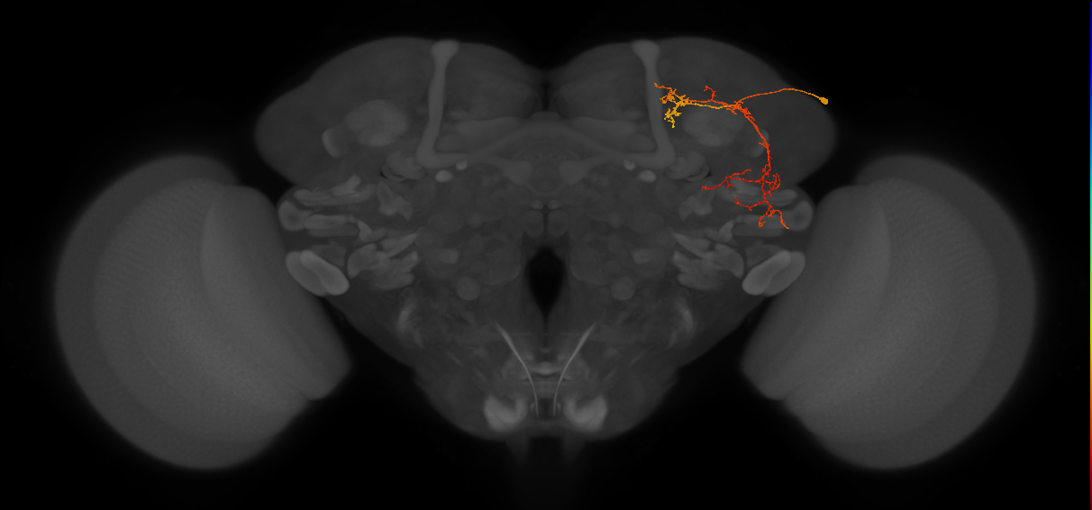SLP267_R (MaleCNS:63414)