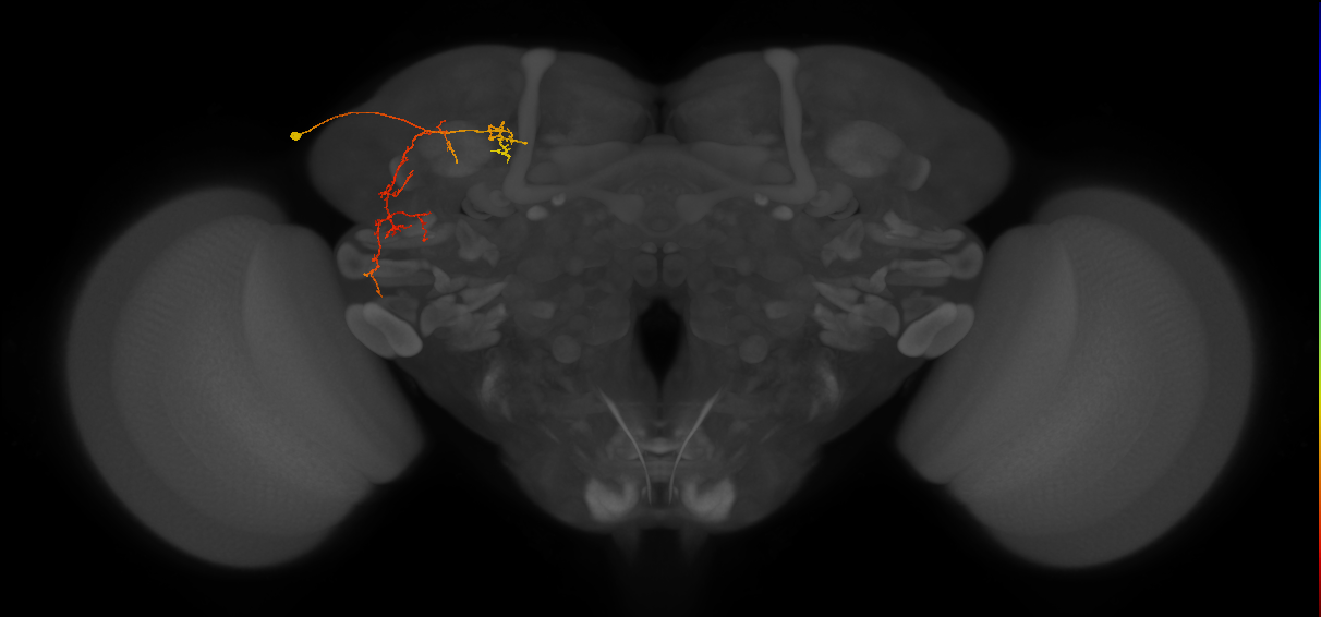 SLP267_L (MaleCNS:117812)