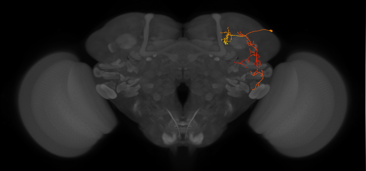 SLP267_R (MaleCNS:86628)