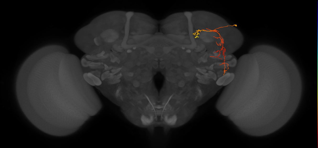 SLP267_R (MaleCNS:74353)