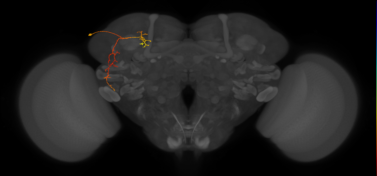 SLP267_L (MaleCNS:129843)