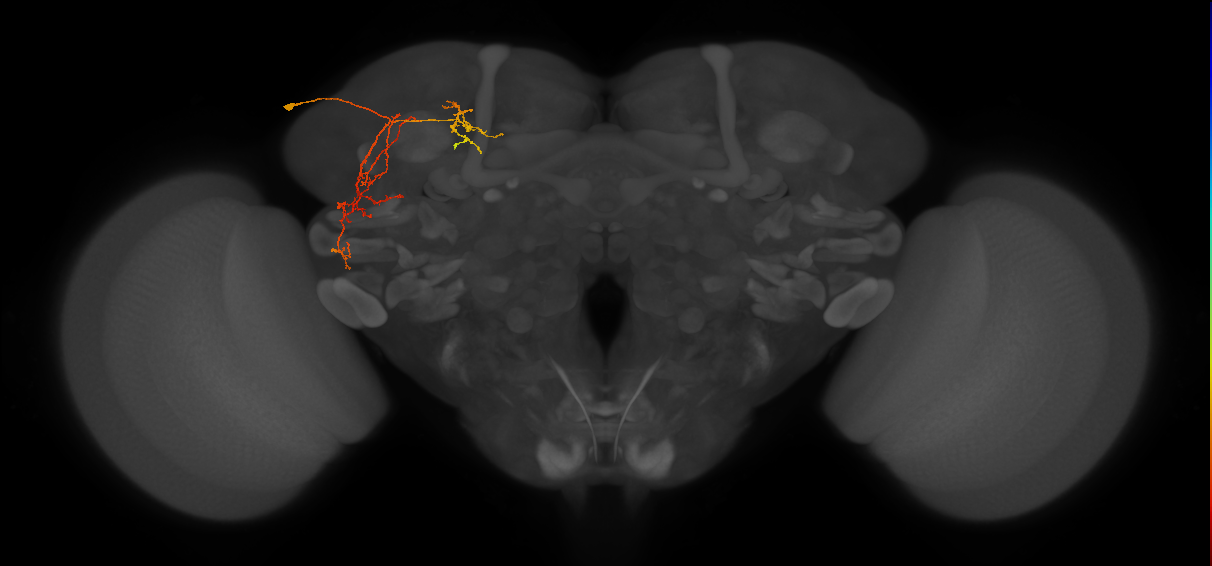 SLP267_L (MaleCNS:132432)
