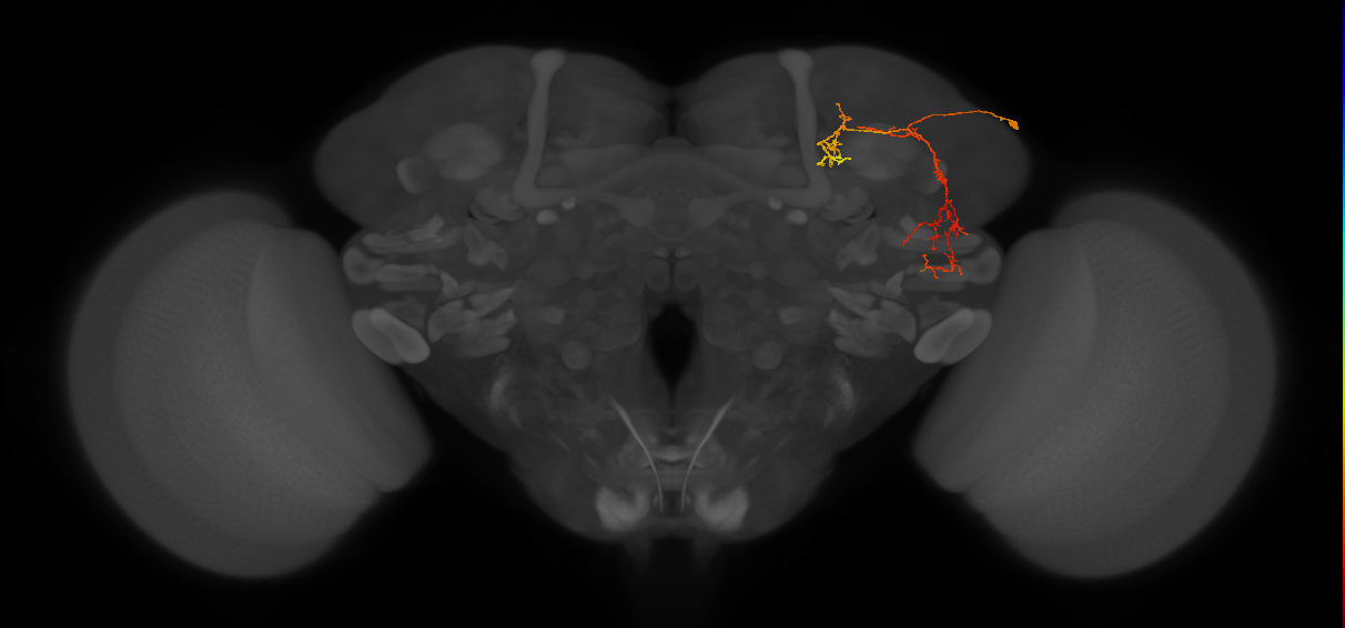SLP267_R (MaleCNS:86871)