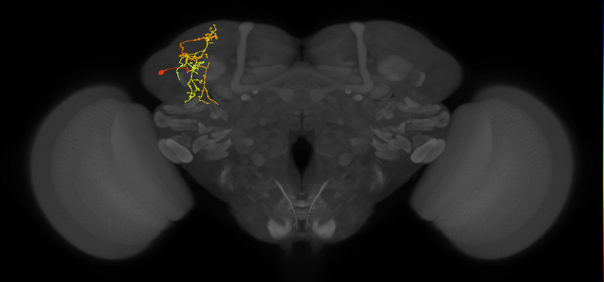 SLP275_L (MaleCNS:29828)