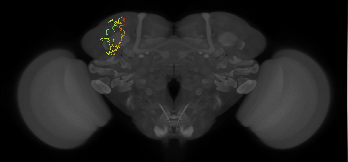 SLP285_L (MaleCNS:163527)