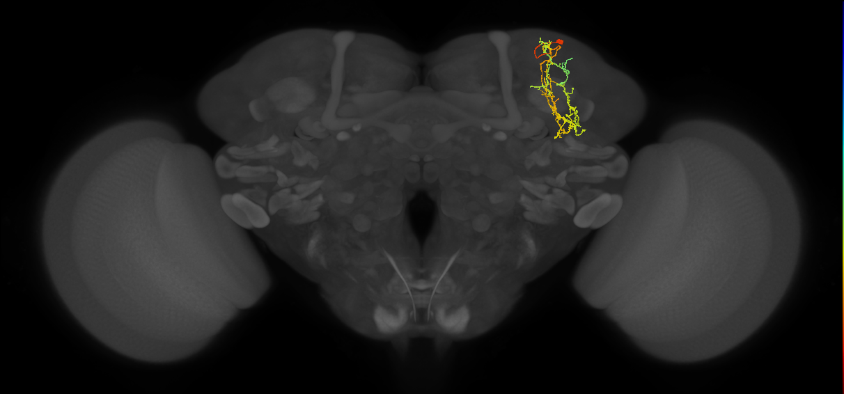 SLP285_R (MaleCNS:43215)