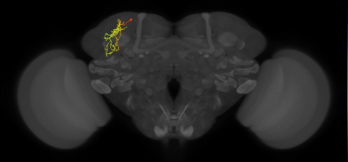 SLP288_L (MaleCNS:143368)