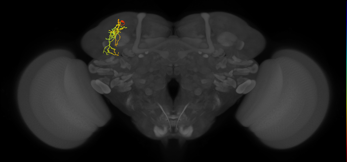 SLP288_L (MaleCNS:118697)