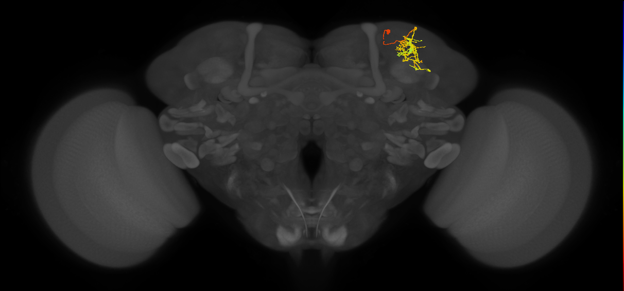 SLP289_R (MaleCNS:58718)