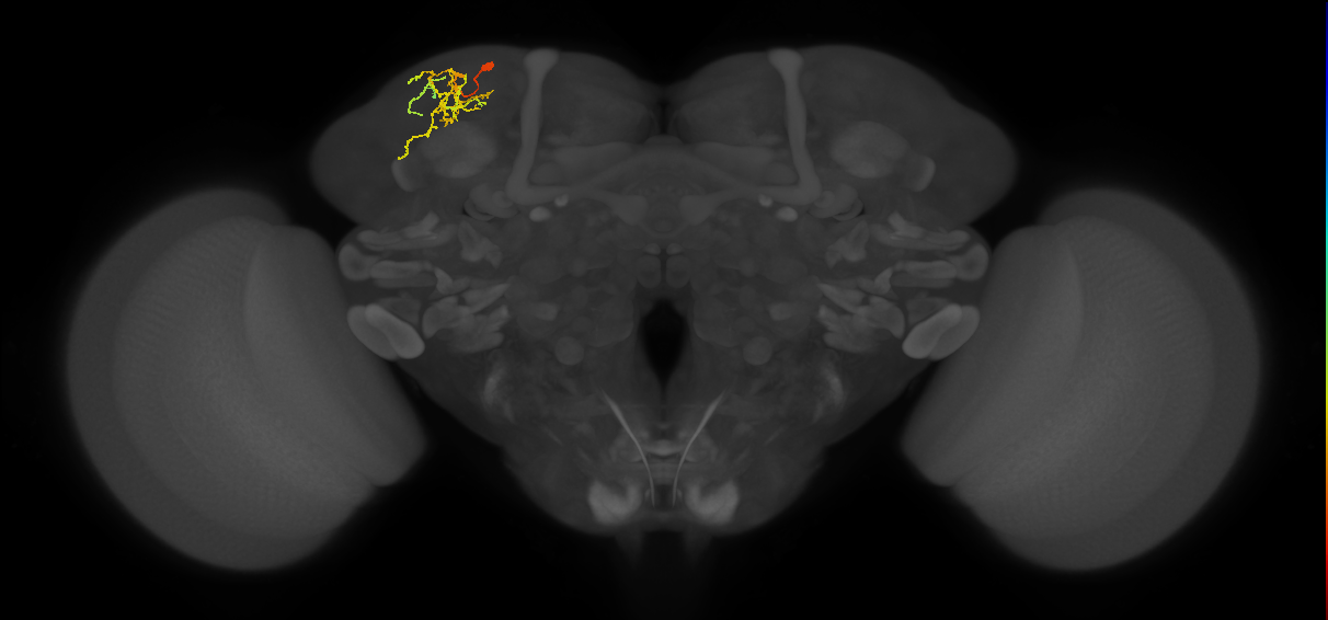 SLP289_L (MaleCNS:95279)