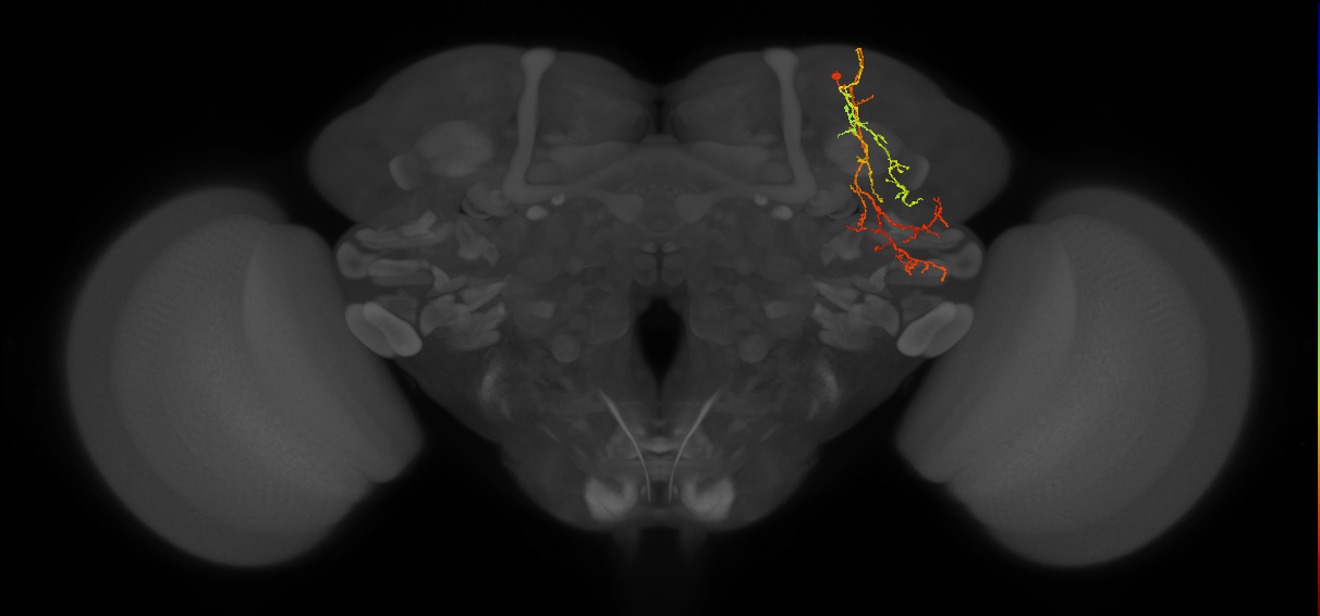 SLP295_R (MaleCNS:83565)