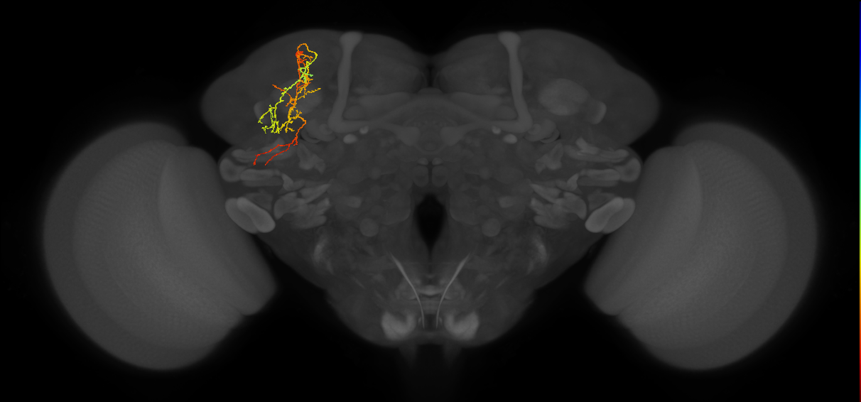SLP295_L (MaleCNS:78227)