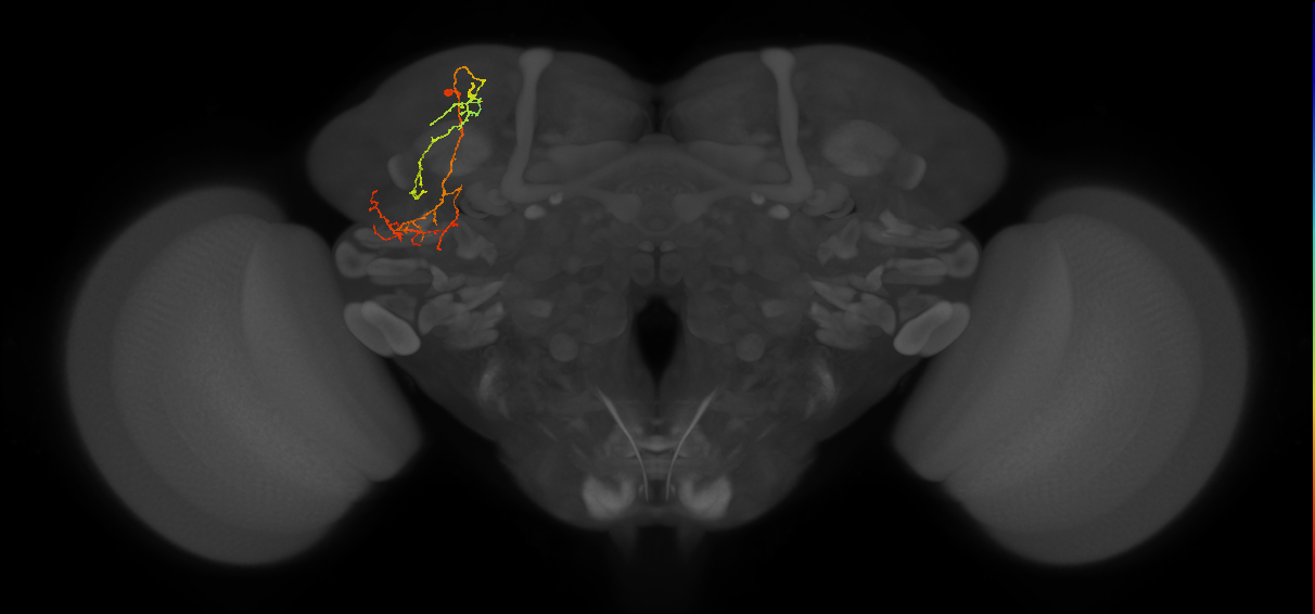 SLP295_L (MaleCNS:159484)