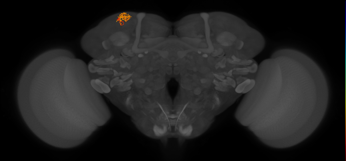 SLP300_L (MaleCNS:158818)