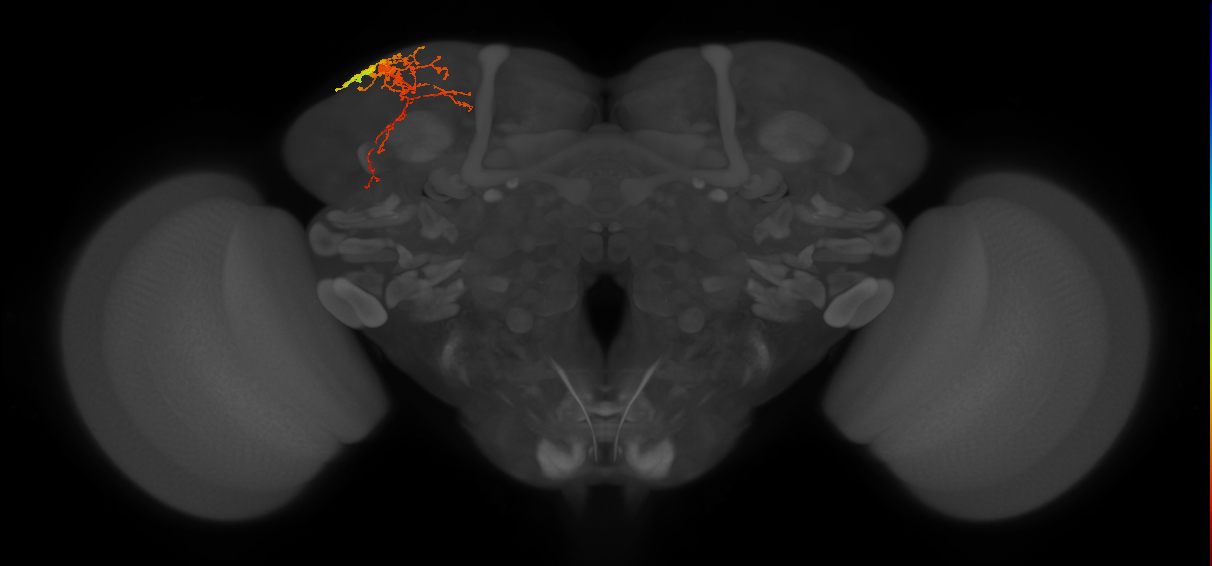 SLP316_L (MaleCNS:35362)