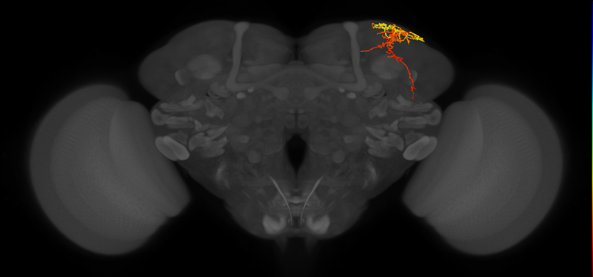 SLP316_R (MaleCNS:30156)