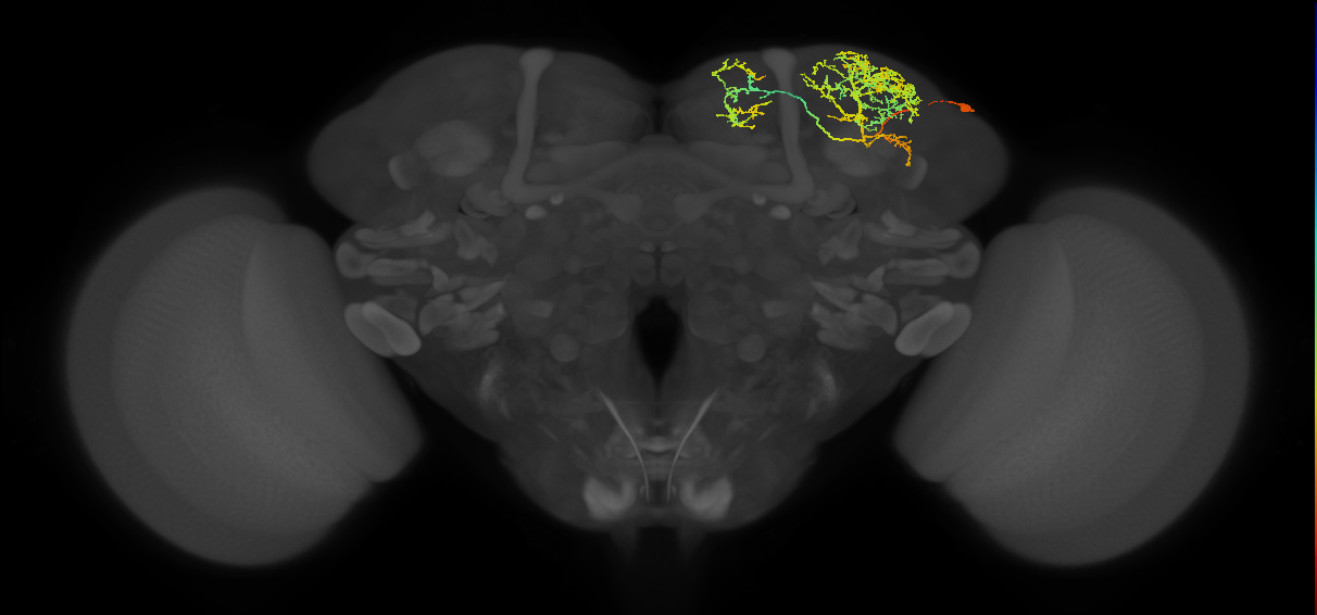SLP327_R (MaleCNS:517867)