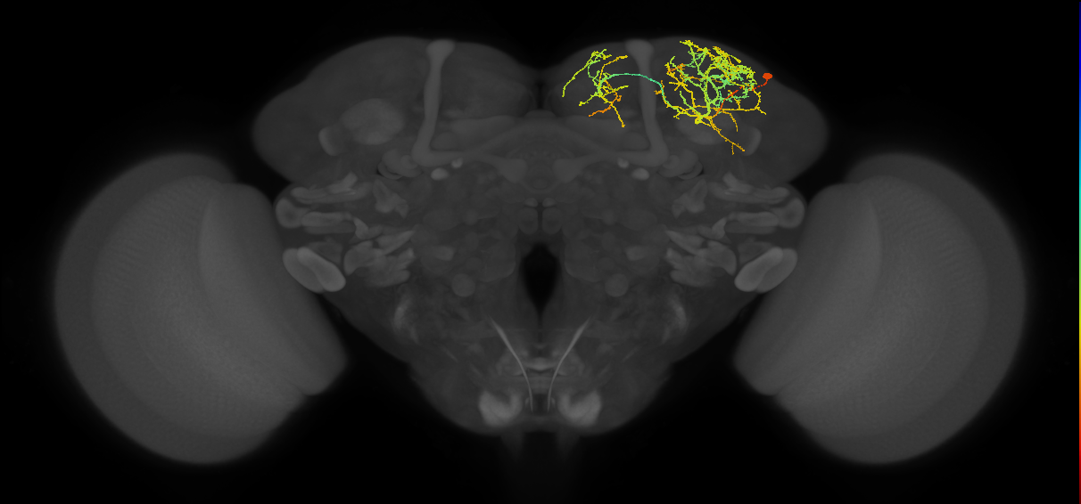 SLP327_R (MaleCNS:517866)