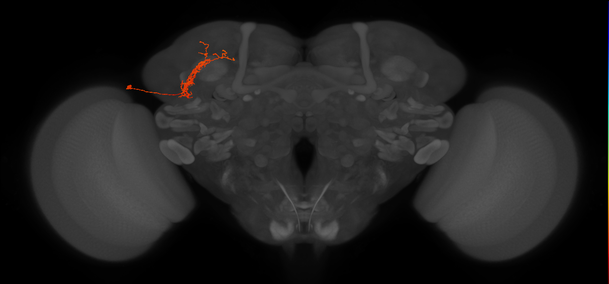 adult SLPp&v1 lineage neuron