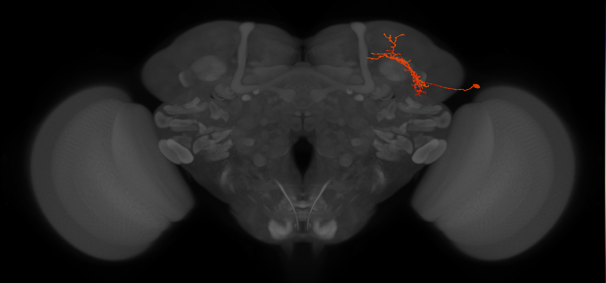 adult SLPp&v1 lineage neuron