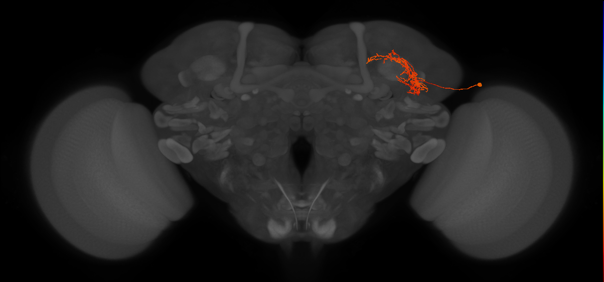 SLP337_R (MaleCNS:66600)