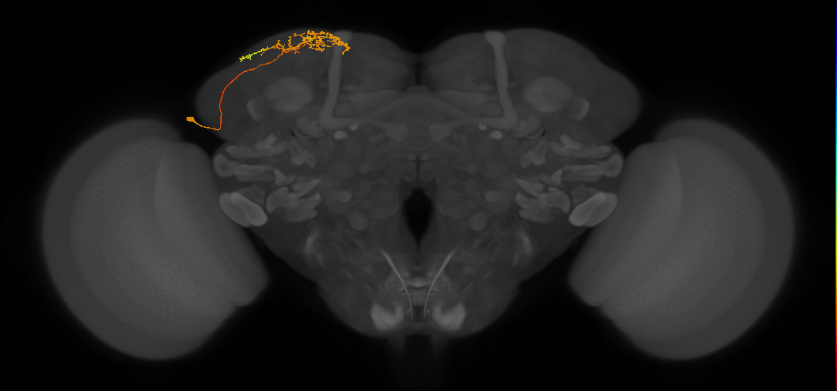 SLP347_L (MaleCNS:40077)