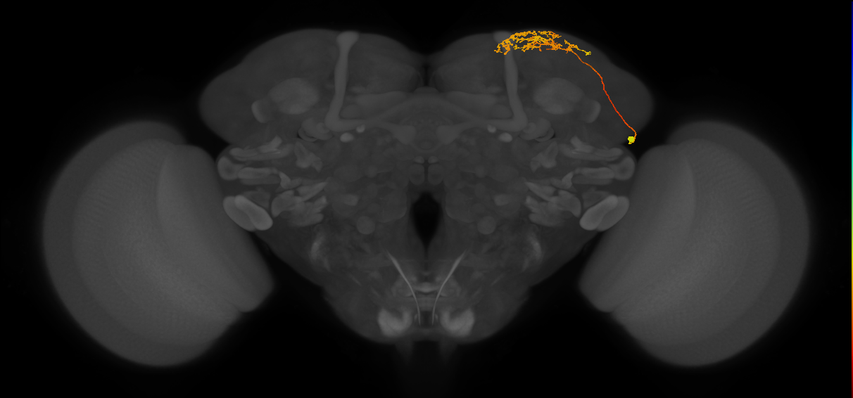 SLP347_R (MaleCNS:65256)