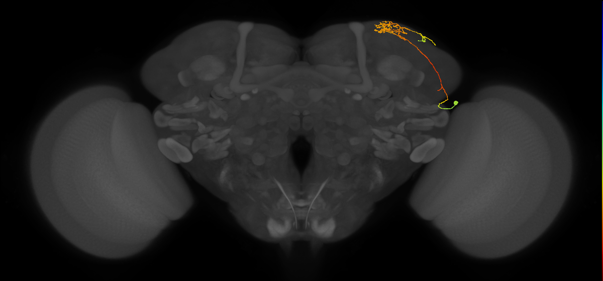SLP354_R (MaleCNS:73489)