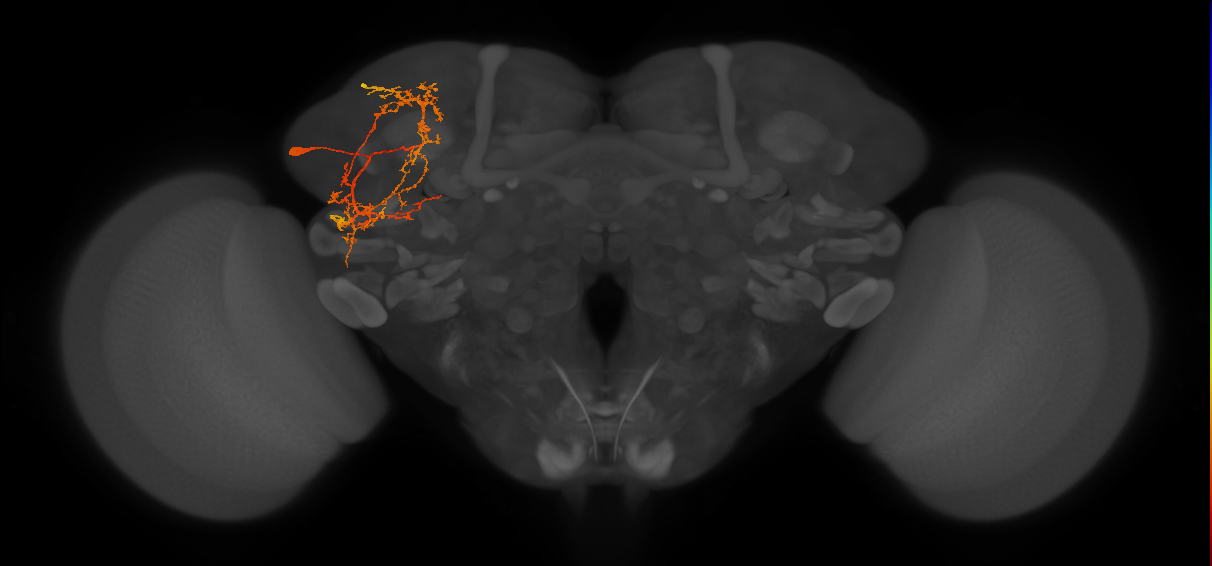 SLP360_b_L (MaleCNS:21563)