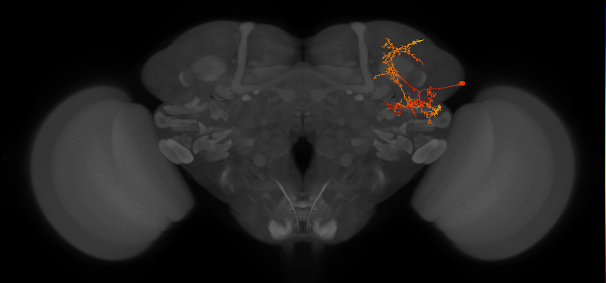 SLP360_c_R (MaleCNS:46724)