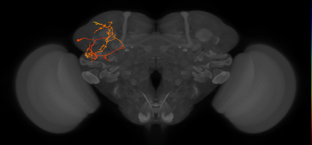 SLP360_c_L (MaleCNS:520533)