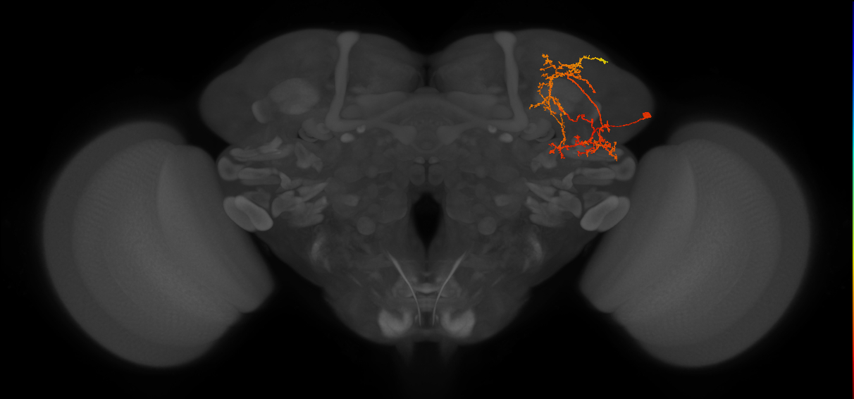 adult SLPpl2 lineage neuron