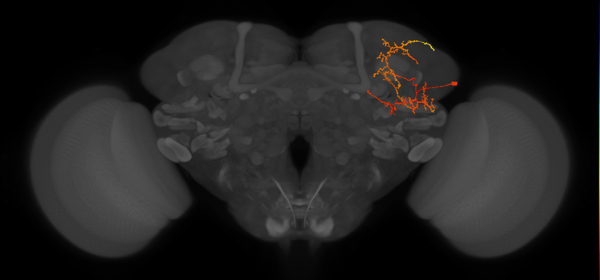 SLP360_d_R (MaleCNS:29083)